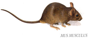 Mus Musculus