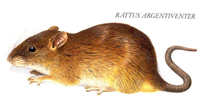 Rattus Argentiventer