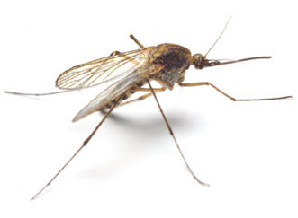 komár - ilustrace